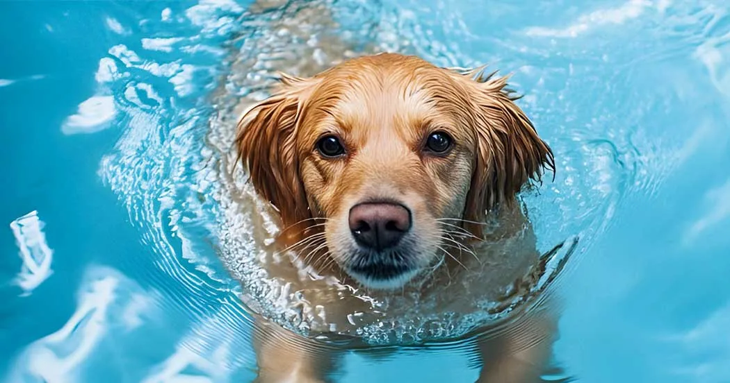 Schwimmender Hund im Pool